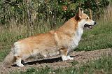 CORGI PEMBROKE 048